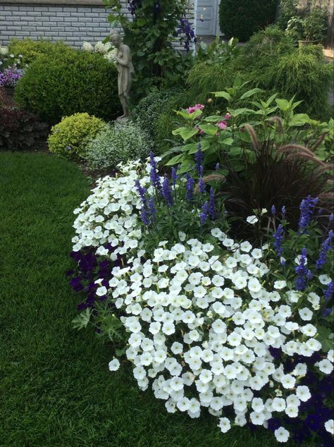 Petunias, Garden Ideas, Flower Beds, Purple Salvia Landscaping, Salvia Purple, Blue Salvia, Purple Salvia, Fountain Grass, Rainy Day