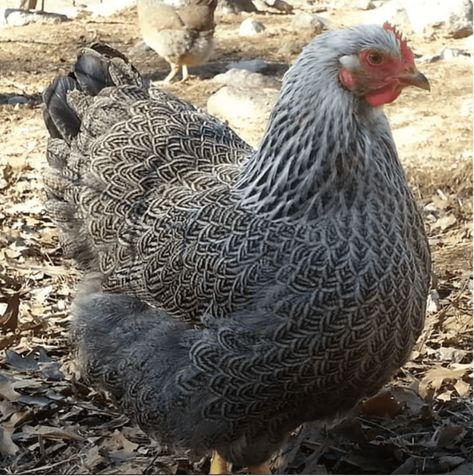 Top 12 Utterly Bizarre Chicken Breeds | PetHelpful Rare Chicken Breeds, Barred Rock Chickens, Heritage Chicken Breeds, Chicken Enclosure, Heritage Chickens, Blue Chicken, Chicken Tractors, Plymouth Rock, Fancy Chickens