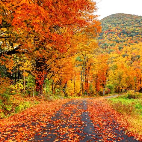 Fall Foliage New England Nature, Massachusetts Autumn, New England Fall Foliage, New England Fall, Scenic Roads, Autumn Scenes, Autumn Scenery, Autumn Beauty, Fall Pictures