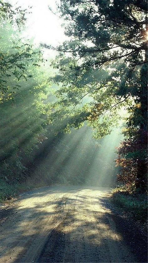 Nature Forest Sunlight Trees Road #iPhone #6 #wallpaper Iphone 8 Wallpaper, Forest Sunlight, 8 Wallpaper, Forest Leaves, Iphone 5s Wallpaper, Forest Light, Iphone 6 Wallpaper, Nature Forest, Cool Landscapes