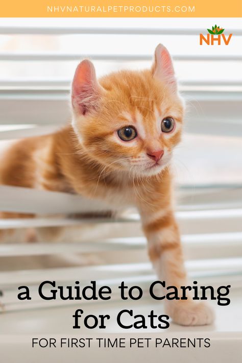 Amigurumi Patterns, How To Take Care Of Cats, Taking Care Of A Cat, Cat Care Tips Health, How To Take Care Of A Cat, Cat Education, Taking Care Of Kittens, Holistic Dog Care, First Time Cat Owner