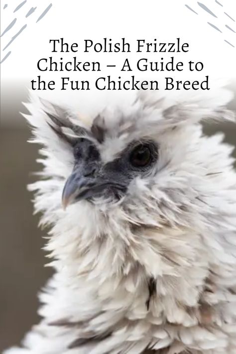 Chicken enthusiasts like you have longed for a more entertaining and unique addition to their coop. That’s where the Polish Frizzle Chicken comes into play, promising a delightful twist on traditional poultry keeping. However, before you dive headfirst into the world of these quirky birds, it’s crucial to be aware of the potential challenges and pitfalls that come with raising them. So, in this guide, we’ll explore the ins and outs of this chicken breed. Polish Frizzle Chicken, Cluckingham Palace, Frizzle Chickens, Quirky Birds, Polish Chicken, Dog Pee Pads, Day Old Chicks, Egg Production, Backyard Flocks