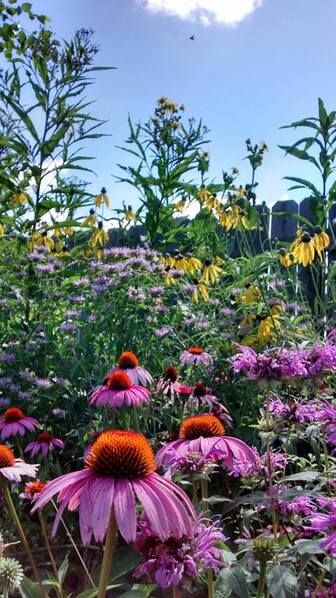 Wildflower Garden Bed, Plant Garden Design, Garden Wildflowers, Wildflowers Garden, Pollinator Garden Design, Messy Garden, Native Plant Landscape, Garden Wild, Prairie Garden