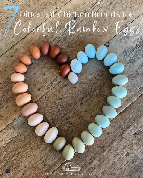 Chicken Breed Egg Color Chart, Rainbow Chicken Eggs, Rainbow Egg Layers, Colorful Chicken Eggs, Rainbow Eggs Chicken, Barnevelder Chicken Egg Color, Chickens That Lay Colored Eggs, Colored Eggs Chickens, Chicken Eggs Colors Chart