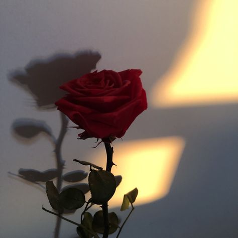 Red rose Rosé Pfp, Ed Wallpaper, Red Roses Wallpaper, Aesthetic Roses, Flowers Photography Wallpaper, Rosé Aesthetic, Wallpaper Nature Flowers, Beautiful Rose Flowers, Aesthetic Pastel Wallpaper