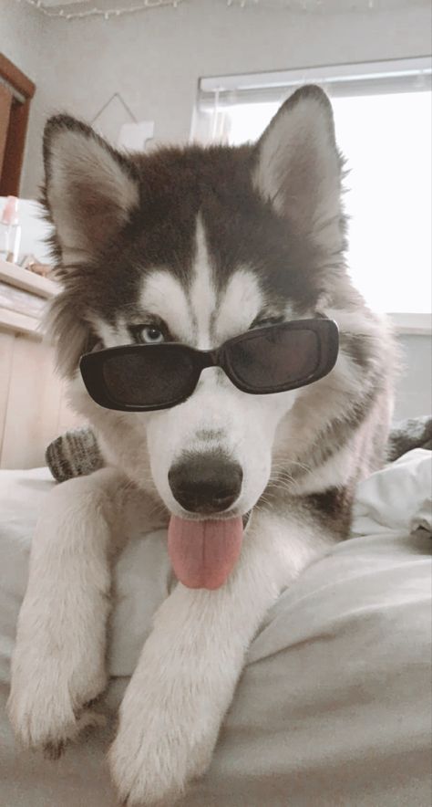 Aesthetic Husky Wallpaper, Huskies Aesthetic, Husky Dogs Aesthetic, Husky Puppy Aesthetic, Siberian Husky Aesthetic, Husky Aesthetic, Husky Wallpaper, Haski Dog, Caine Husky