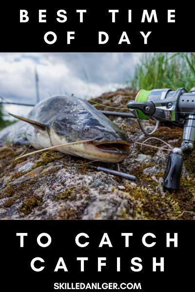 Is it best to fish for catfish at night? Or should you try to catch catfish during the day? When is the best time to catch catfish? Just follow some of these catfish fishing tips to find out! #catfishing #fishing #catfish #skilledangler Wels, Fishing For Beginners Tips, Night Fishing Hacks, Beginner Fishing, Best Catfish Bait, Catfish Rigs, Fishing Catfish, How To Catch Catfish, Fishing Tricks