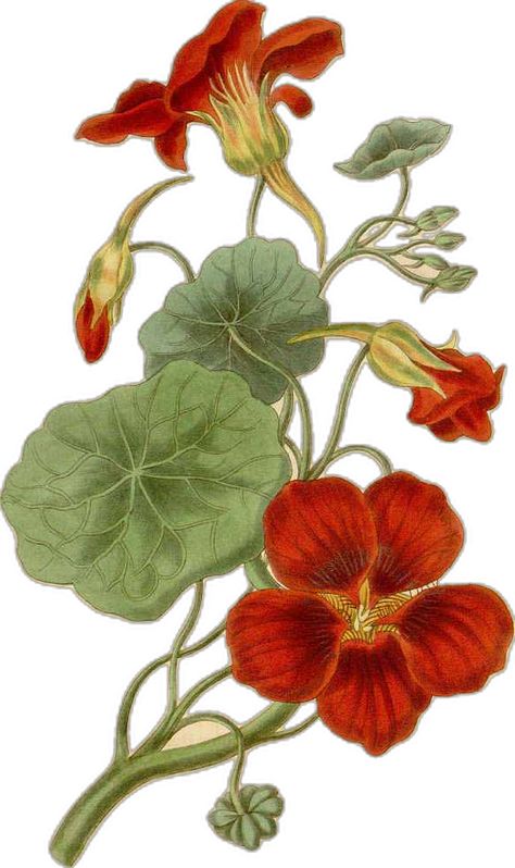 Nasturtium Flower, Note Cards Handmade, Vintage Gardening, Missouri Botanical Garden, Garden Birthday, Botanical Print Set, Botanical Illustrations, Perfect Wedding Gift, Digital Flowers