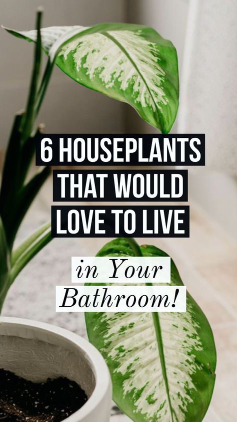 Garden Types, نباتات منزلية, Inside Plants, Best Indoor Plants, Bathroom Plants, Life Ideas, Kew Gardens, House Plants Indoor, Plant Mom