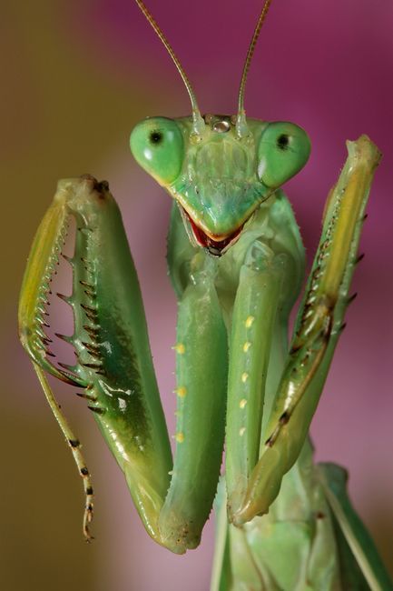 Macro Photos - Creepy and Cool Alien Looking Bugs - Gallery Praying Mantis, Close Up, Green