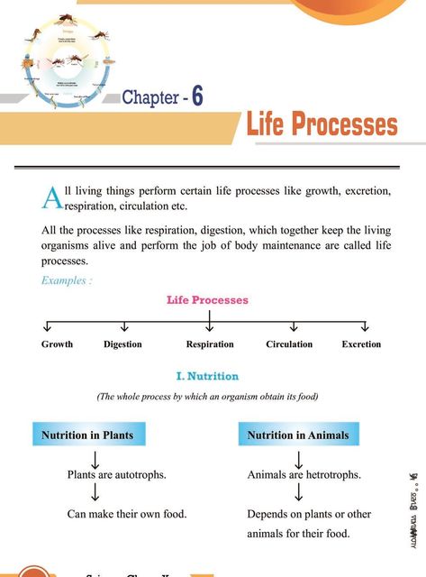 Class 10 Science Notes for Life Processes Life Processes Notes Class 10, Life Process Notes Class 10, Class 10 Biology Notes Life Processes, Class 10 Biology Notes Chapter 1, Biology Notes Life Processes, Biology Life Process Notes, Class 10 Bio Notes Life Process, Nutrition Class 10 Notes, Life Processes Biology Notes Class 10 Aesthetic