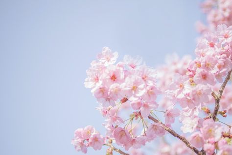 Spring Screensavers, Windows 11 Wallpaper, Spring Wallpaper Hd, Free Spring Wallpaper, 3d Desktop Wallpaper, Watercolor Desktop Wallpaper, Pink Wallpaper Laptop, Nature Desktop Wallpaper, Spring Desktop Wallpaper