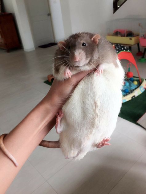 One big boy Rattus Rattus, Fat Rat, Absolute Unit, Fat Animals, Dumbo Rat, Chubby Baby, Baby Rats, Rat Toys, Funny Rats