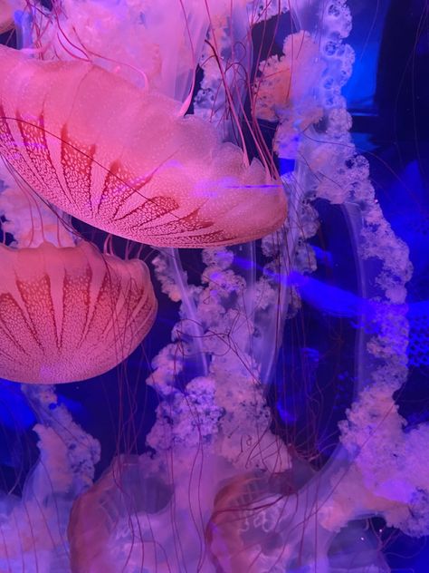 Aquarium pink jellyfish beautiful animals and fun outerbanks nc Nature, Jellyfish Beautiful, Pink Aquarium, White Aquarium, Aquarium Aesthetic, Pink Jellyfish, Jellyfish Art, Jelly Fish, Ocean Decor