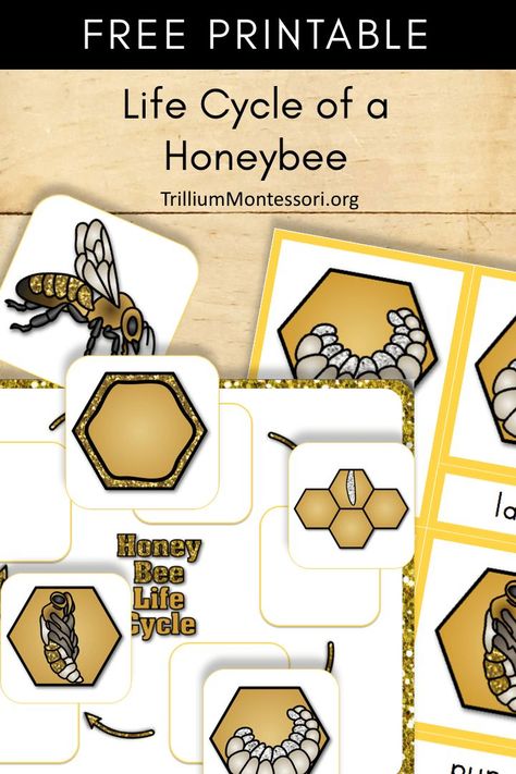 Free printable life cycle of a honey bee Honey Bee Life Cycle, Life Cycles Preschool, Bees For Kids, Bee Project, Insect Life Cycle, Bee Life Cycle, Insects Preschool, Bee Activities, Life Cycles Activities