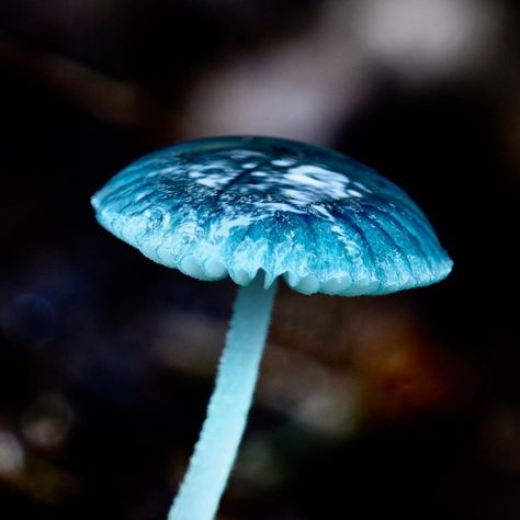 Fiona Ross on Instagram: “Can’t get enough blue…Mycena interrupta (pixie’s parasol) 💙 . . . . . #fungi #mushroomcaptures #mushrooms #mushroomsofinstagram…” Nature, Blue Glowing Mushrooms, Blue Mushroom Costume, Blue Mushroom Aesthetic, Cj Core, Moss Board, Twilight Cleric, Morgan Aesthetic, Blue Mushrooms