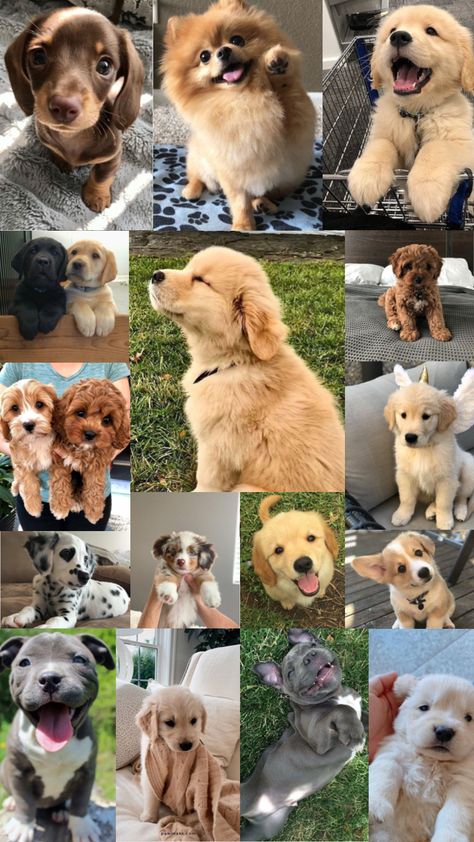 PUPPIES #puppies #animals #cute #puppy Cutedog Puppies Wallpaper, Cute Dogs Wallpaper Iphone, Athletic Wallpaper, Dog Collage, Puppy Backgrounds, Dogs Images, Dog Wallpaper Iphone, Puppy Dog Pictures, Cute Dog Wallpaper