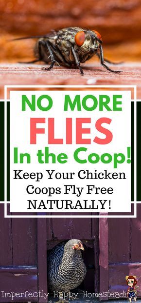 No More Flies in the Coop! Keep your chicken coops fly free naturally. Healthy backyard chickens are happy hens! Reban Ayam, Chicken Barn, Portable Chicken Coop, Chicken Tractors, Homestead Chickens, Backyard Chicken Farming, Best Chicken Coop, Raising Backyard Chickens, Chicken Coop Designs