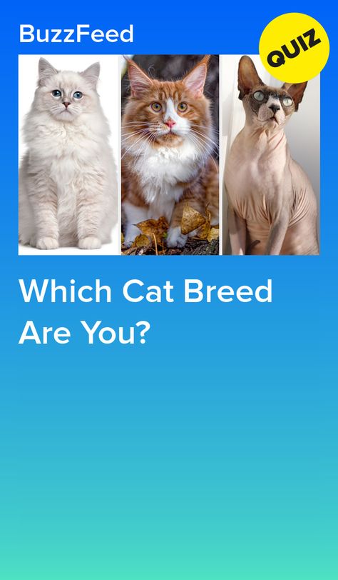 Which Cat Breed Are You? What Cat Breed Are You Zodiac, What Type Of Cat Are You, Pretty Cat Breeds, What Cat Are You, Which Cat Are You, Which Are You, Cat Age Chart, Cat Types, Types Of Bellies