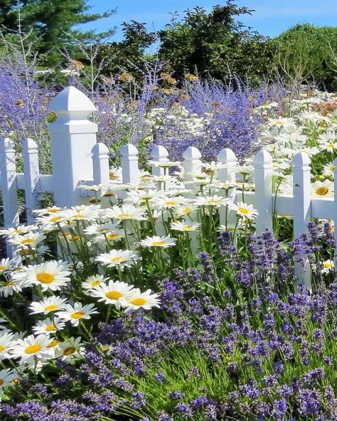 Salvia Garden, Garden Planing, Salvia Plants, Rockery Garden, Shasta Daisy, Shasta Daisies, Perennial Border, Lavender Garden, Lavender Plant