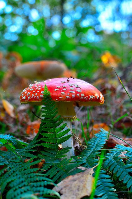 I didn't know this was a real mushroom. Always thought it was just whimsical imagination.... Fairy On A Mushroom, Fly Amanita, Real Mushrooms, Amanita Mushroom, Toadstool Mushroom, Red Mushrooms, Magical Mushroom, White Mushroom, Fairy Folk