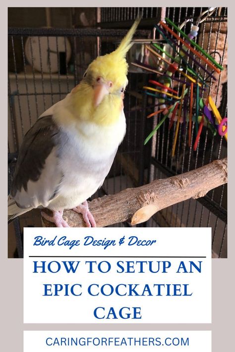 Text = "bird cage design & decor" "How to setup an epic cockatiel cage" "caringforfeathers.com"

Image = cockatiel sitting on wood perch near his cage Cockatiel Care, Parrot Cages, Parakeet Care, Cockatiel Cage, Bird Cage Design, Cockatiel Toys, Talking Parrots, Parrots Art, Bird Aviary