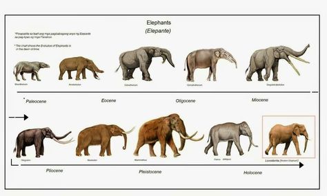 Elephant evolution Animal Evolution, Fossil Hunting, Evolutionary Biology, Rocks And Fossils, Prehistoric World, Biology Notes, Wooly Mammoth, Lifestyle Ideas, They Left