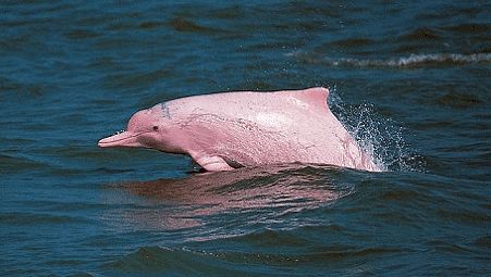 Araguaian River Dolphin (Inia araguaiaensis), separated from Amazon River Dolphin by nuclear microsatellite and mitochondrial DNA data as well as differences in skull morphology in 2014. Native to the Araguaia–Tocantins basin of Brazil. Pink Dolphin Wallpaper, Albino Dolphin, Chinese White Dolphin, Pink River Dolphin, Pink River, Bizarre Animals, White Dolphin, River Dolphin, Albino Animals