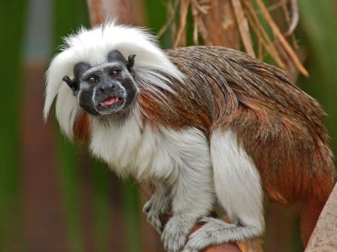 https://flic.kr/p/dDtbqS | Callitrichidae - Saguinus oedipus  (Cottontop tamarin) | Cotto-top Tamarin - Saguinus oedipus Nature, Golden Tamarin, Different Types Of Monkeys, Monkey Breeds, Monkey Species, Types Of Monkeys, Monkey Pictures, America Latina, Lovely Creatures