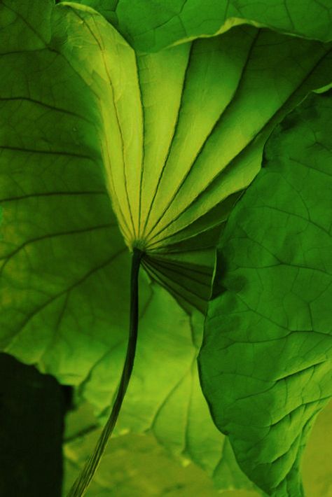 Feuille Water Lilies, Nature Verte, Nelumbo Nucifera, Lotus Leaf, Simple Green, Green Nature, Natural Forms, Patterns In Nature, Color Of Life