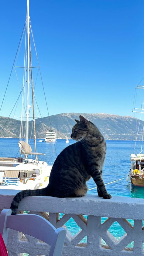 #greekcats#greece#kefalonia#fiscardo#meganisi#ithaka#lefkada#cats#mammamiasummer#sailing#yachting#catmemes#ionianislands#tabbycat#cat#summeraesthetic#2023#2024 Lefkada Photo Ideas, Lefkada Greece Aesthetic, Kefalonia Aesthetic, Cats In Greece, Kefalonia Greece Aesthetic, Greece Cats, Greece Sailing, Greece Lefkada, Greece Kefalonia