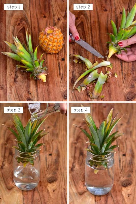 Cut A Pineapple, Growing Pineapple, Landscaping Florida, Cut Pineapple, Pineapple Planting, Pineapple Top, Lean Belly Juice, Belly Juice, Veg Garden