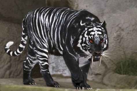 Black Tiger | black_tiger_by_chrischanaud Macan Kumbang, Melanistic Animals, Tiger Pictures, Albino Animals, Black Tiger, Big Cats Art, Pet Tiger, Animale Rare, Black Tigers