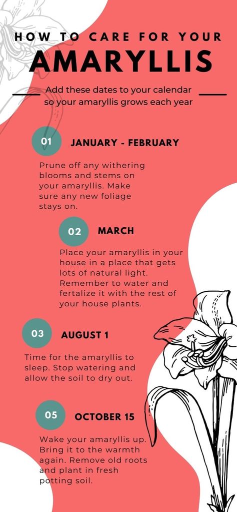 How to Care for Your Amaryllis After it Has Bloomed - Florissa How To Care For Amaryllis Bulbs, How To Care For Amaryllis After Blooming, What To Do With Amaryllis After It Blooms, Amaryllis Care After Bloom, Bulb Forcing, Amaryllis Care, Amaryllis Plant, Lily Care, Amaryllis Flowers