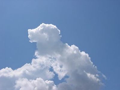Baby dinosaur Nature, Shapes In Clouds, Chilling Pics, Clouds Shapes, Cloud Animals, Clouds Images, Angel Clouds, God Krishna, Cloud Formations