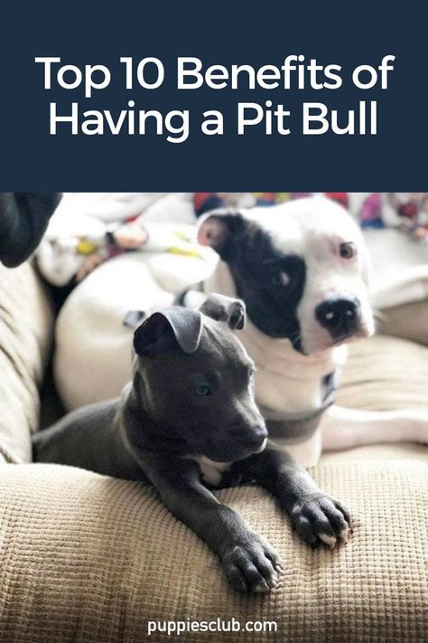 top-10-benefits-pit-bull Pitbull Puppies Training, Cute Pitbull Puppies, Pit Bull Care, Pitbull Dog Puppy, Pit Puppies, Cute Pitbulls, Pitbull Dog Breed, Puppy Quotes, Pit Bull Puppies