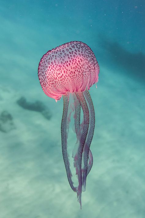 Underwater Fish Photography, Underwater Photography Nature, Jellyfish Photography Underwater, Beautiful Sea Creatures Ocean Life, Sea Creatures Photography, Deep Ocean Photography, Beautiful Fish Ocean Life, Pretty Ocean Pictures, Underwater Life Photography