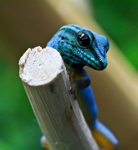 Nature is Lit on Twitter: "🔥 Turquoise Dwarf Gecko Conservation Status: Critically Endangered… " Animals, Turquoise, Day Gecko, Blue Day, Gecko, Electric Blue, Blue