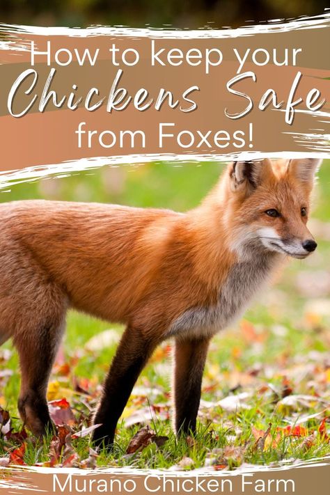 fox by chicken coop Chicken Story, Raising Quail, Raising Ducks, Chicken Coup, Chicken Pictures, Backyard Chicken Farming, Hatching Chicks, Homestead Chickens, Raising Backyard Chickens