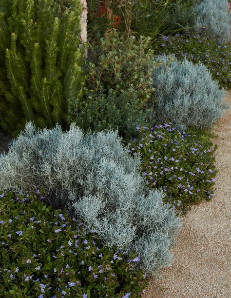 A Sensitively Built Coastal Garden, Designed To Look ‘Untouched’ Coastal Front Yard Landscaping, Beach House Garden, Australian Garden Design, Naturalistic Garden, Coastal Landscaping, Coastal Garden, Australian Native Garden, Seaside Garden, Paul Poiret