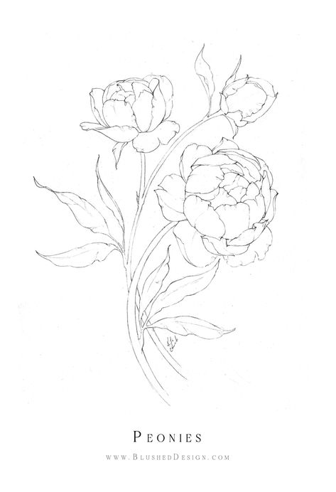 Feminine Tattoos Stencil, Drawing Of Peonies, Peonies Outline Drawing, Peonie Flower Drawings, Peony Patchwork Tattoo, Pioni Flowers Drawing, Flower Outline Peony, Peony How To Draw, Flower Drawing Peony