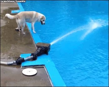 23 Dogs Who Are Too Adorably Stupid For Their Own Good Animals Jumping, Dog Fails, Slippery Floor, Love My Dog, Clipuri Video, Dog Gifs, 귀여운 동물, Cute Funny Animals, Animal Gifs
