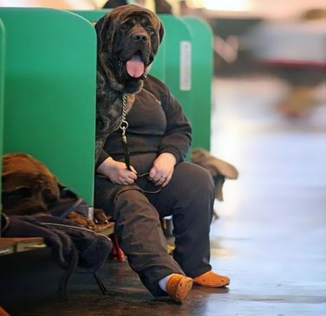 Is it a man? Is it a dog? Perfectly Timed Photos, Akita, Nice Face, 웃긴 사진, Perfect Timing, Time Photo, صور مضحكة, Dog Photos, Mans Best Friend