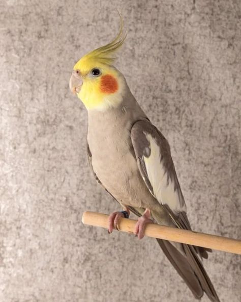 10 Cockatiel Varieties & Color Mutations (With Pictures) Birds Cockatiel, Cockatiel Care, Dream Pet, Bird Mom, Yellow Feathers, Bird Aviary, Bird Care, Animal Room, Nature Birds