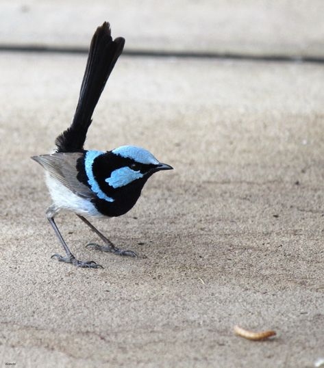 How to attract your favourite birds to your garden - Australian Geographic Nature, Fairy Wrens, Kingfisher Painting, Blue Wren, Australian Native Birds, Fairy Wren, Australian Native Animals, Birds Of Australia, Australian Plants