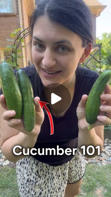 Michelle 🌱 GardensandChickens🐓 Gardener | plant nerd on Instagram: "Here’s how to grow cucumbers vertically on a trellis and how to prune to maximize your cucumber harvest this year.   I love planting cucumbers and making pickles during the summer time — at least perform the squash vine borers and pickle worms let me 😂  #growingcucumbers #gardening #planting #smallgardentips #growyourownveggies #growyourownfood #gardeninginthesouth #zone8a #atlantagarden #georgiagarden" How To Grow Cucumbers In Containers, Growing Cucumbers On A Trellis, How To Grow Cucumbers Vertically, How To Prune Cucumber Plants, Diy Trellis For Cucumbers, Cucumbers Trellis, Cucumber Garden Ideas, When To Harvest Cucumbers, How To Plant Cucumbers