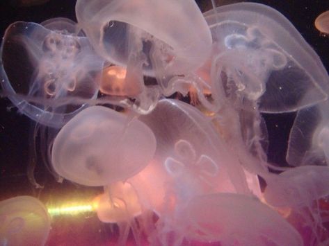 Nature, Jellyfish, Weird Desktop Backgrounds, Pink Aquarium, Florida Aquarium, Mermaid Aesthetic, Images Esthétiques, A Silent Voice, Alam Semula Jadi