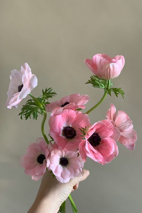 Anemone Flower Photography, Pink Flower Photography, Pink Anemone Flower, Anemone Flower Aesthetic, Anemone Aesthetic, Anemone Flower Tattoo, Anemones Flower, Anenome Flower, Pink Anemone