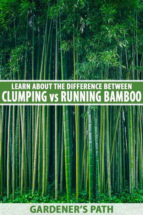 Nature, Bamboo Retaining Wall, Clumping Bamboo Landscaping, Using Bamboo In The Garden, Bamboo Uses, Non Invasive Bamboo, Bamboo Ideas, Bamboo Hedge, Yard Oasis