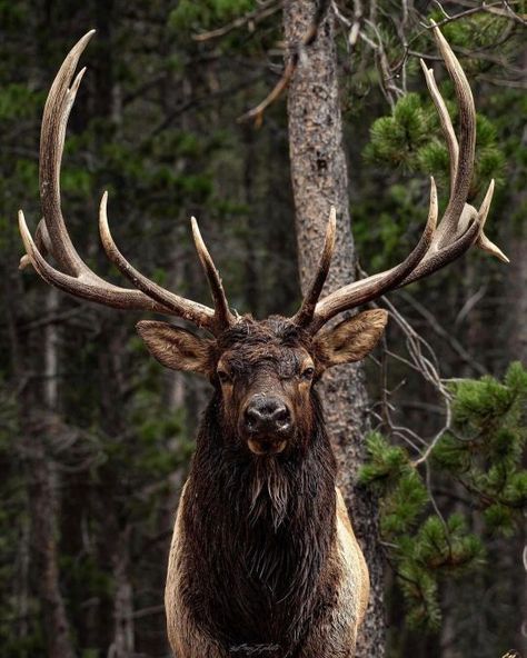 Animal Reference Photos, Montana Wildlife, Hunting Aesthetic, Elk Pictures, Moose Pictures, Elk Photography, Deer Photography, Big Deer, American Wildlife